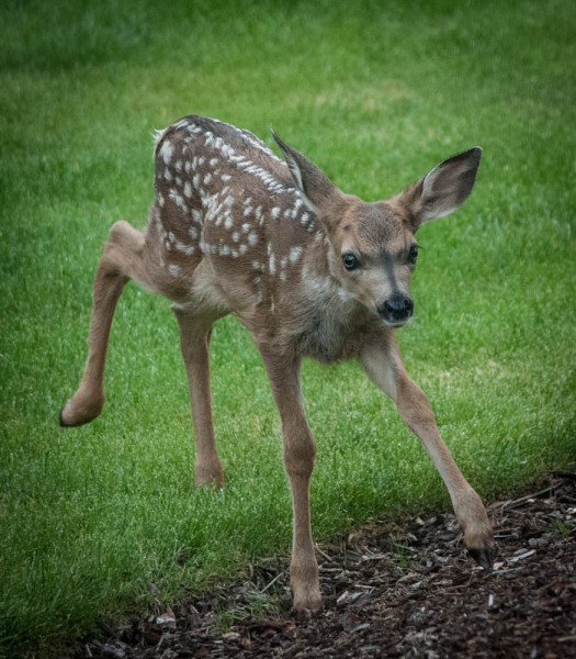 20140625-Fawn00011