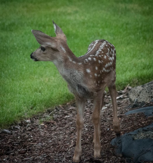 20140625-Fawn00012