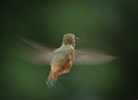 20140626-Hummingbirds00055