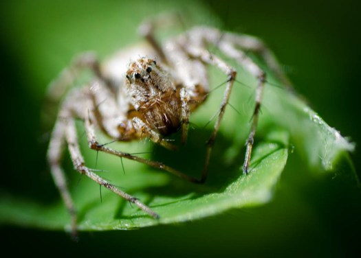 20140628-Insects-00037