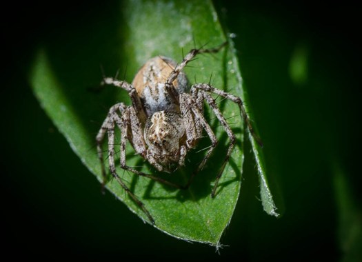 20140628-Insects-00042