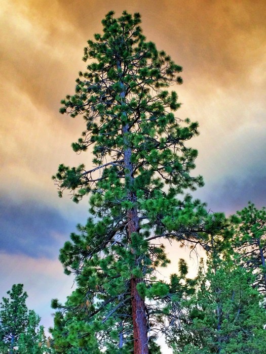 The smoke in the sky does make for some dramatic photos.