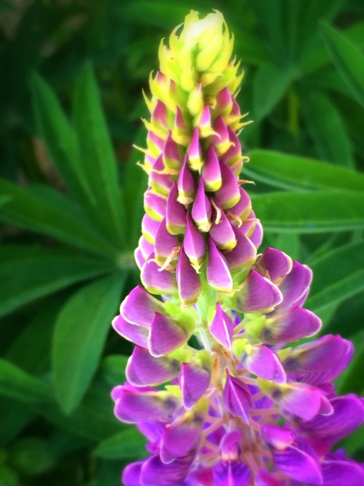 Lupines 1