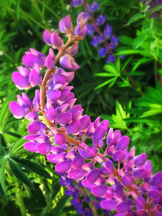 Lupines 2