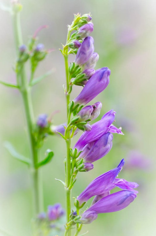 20140703-Flowers-00009