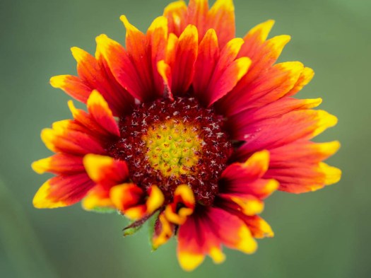 20140703-Flowers-00012