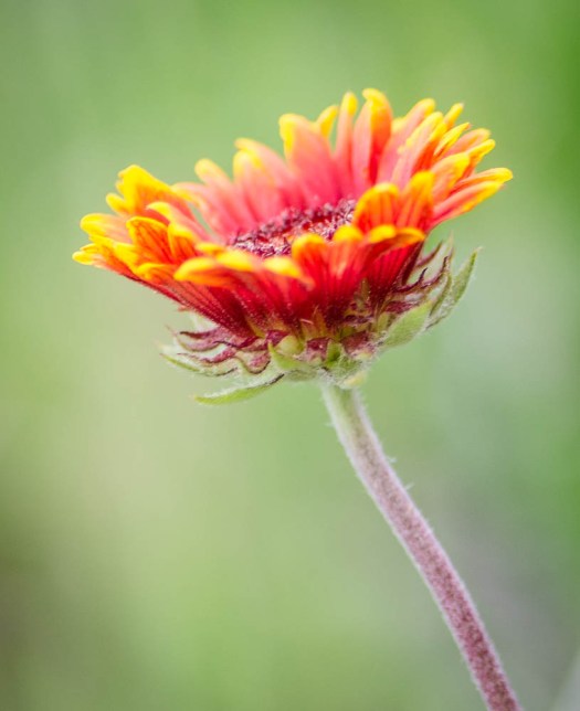20140703-Flowers-00018
