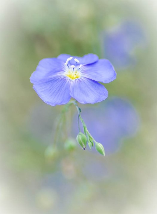 20140703-Flowers-00020