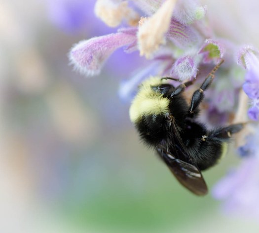 20140703-Flowers-00037