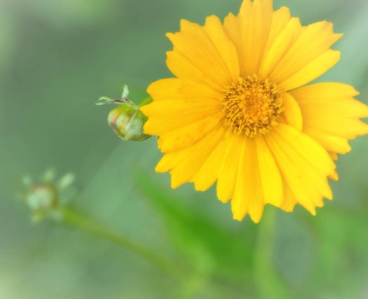 20140703-Flowers-00041