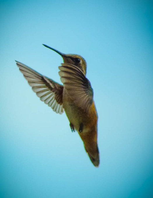 20140704-Hummingbird-00010