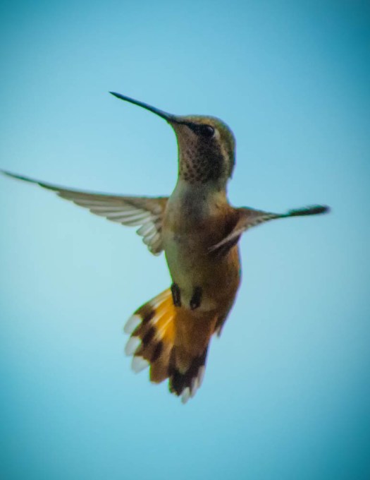 20140704-Hummingbird-00011