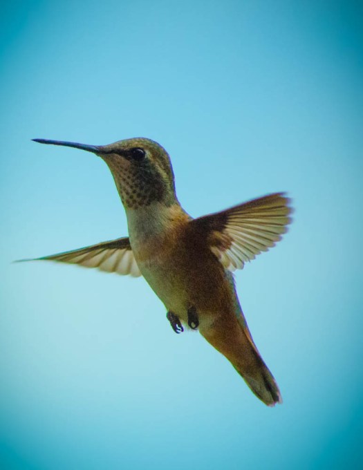 20140704-Hummingbird-00016