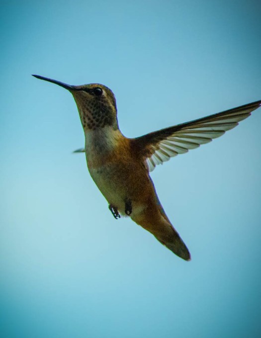 20140704-Hummingbird-00019