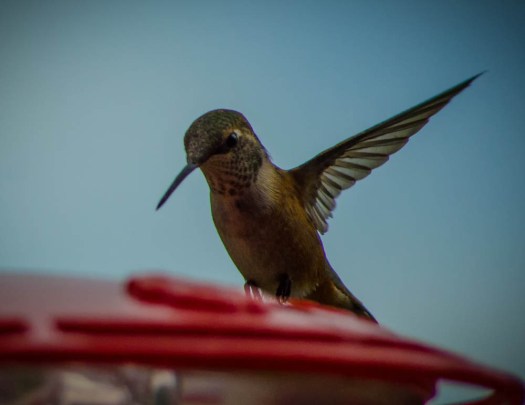 20140704-Hummingbird-00020