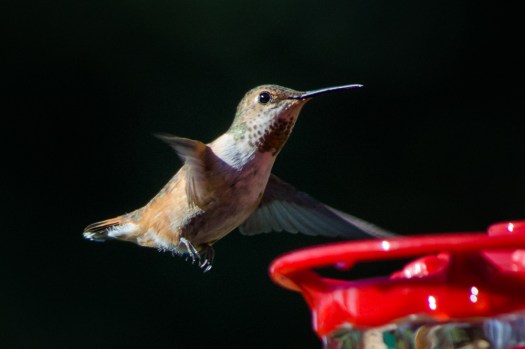 20140705-Hummingbirds-00014