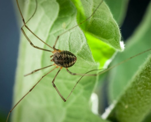 20140705-Spider-00011