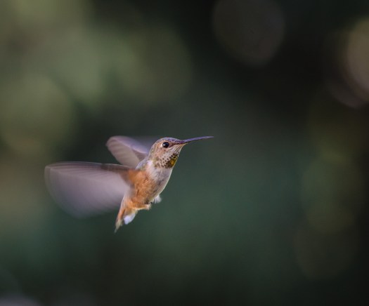 20140706-Hummingbirds-00105