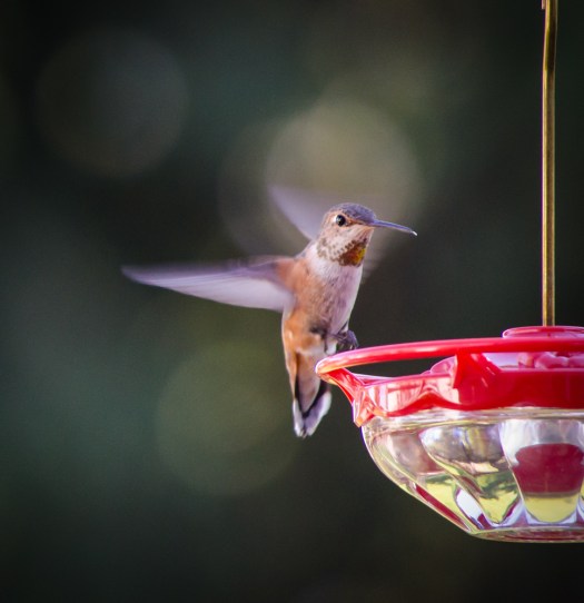 20140706-Hummingbirds-00122