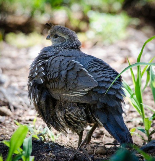 20140706-Quail-00016