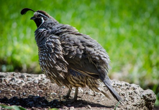 20140706-Quail-00043