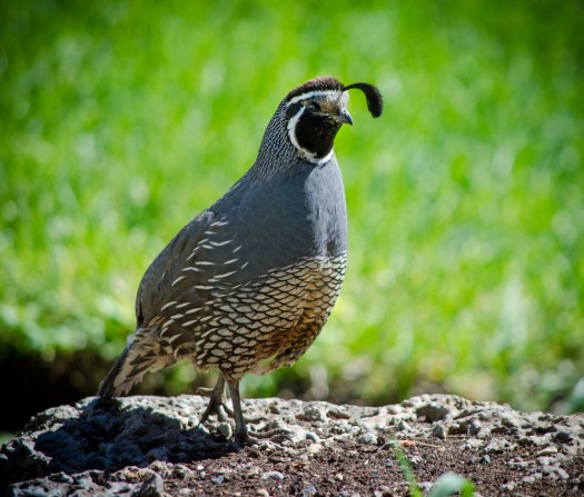 20140706-Quail-00049