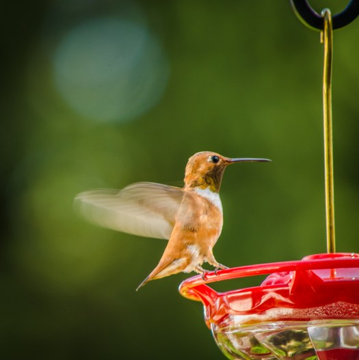 20140720-Hummingbirds-00002