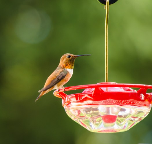20140720-Hummingbirds-00019