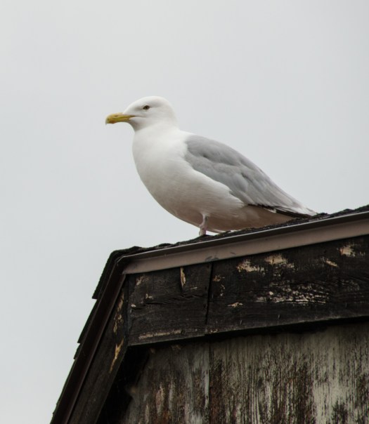 20140725-Minnesota-00071
