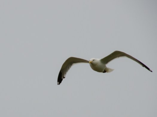 20140725-Minnesota-00085