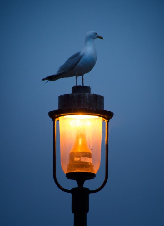 20140725-Minnesota-00118
