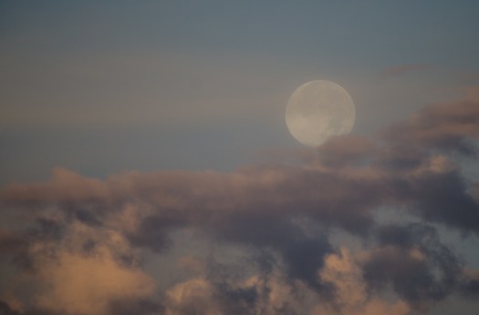 20140810-Birds-00170