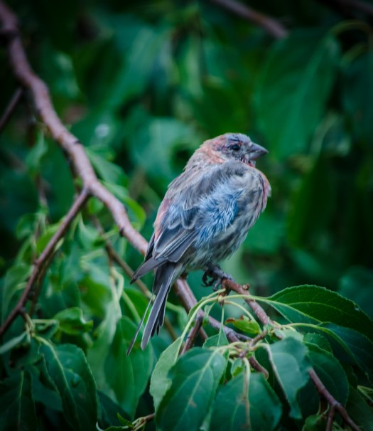 20140812-Birds-00172