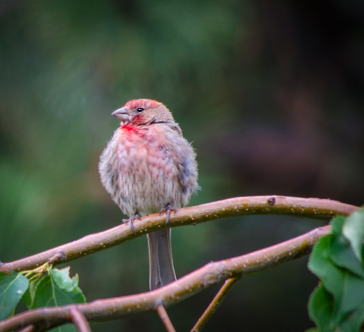 20140812-Birds-00177