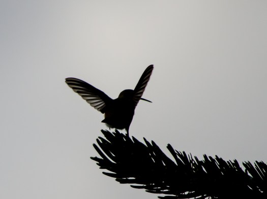 20140815-Birds-00184