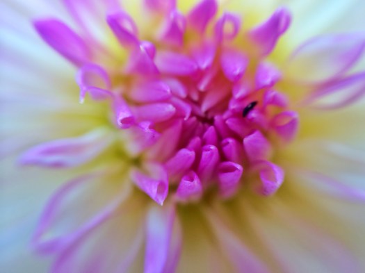 Dahlia 1
