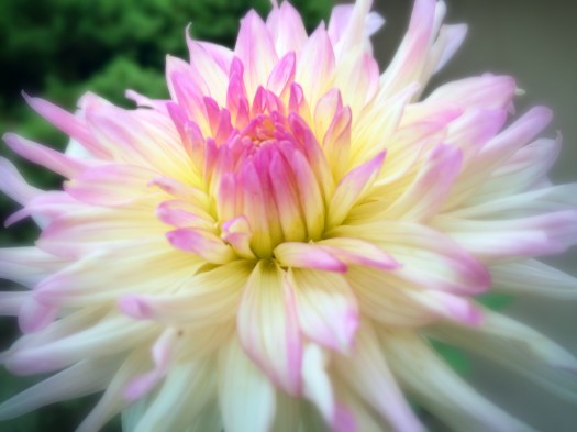 Dahlia 2