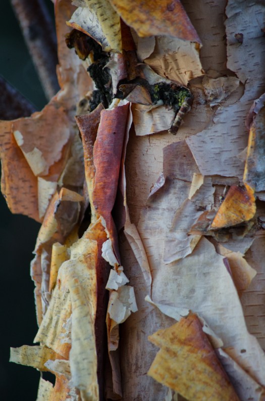 Maralee_Park_130201_42565-Edit