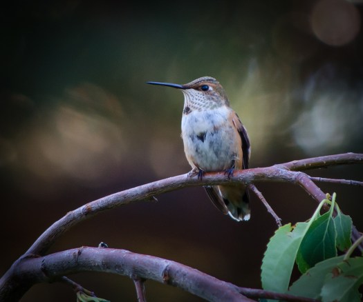 20140809-Birds-00118