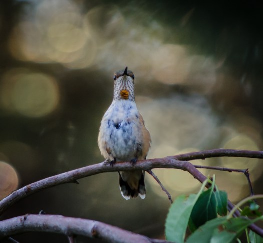 20140809-Birds-00135