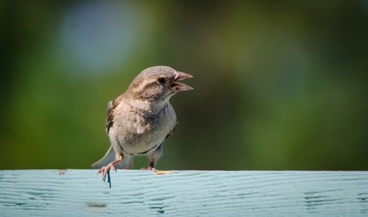 20140810-Birds-00160