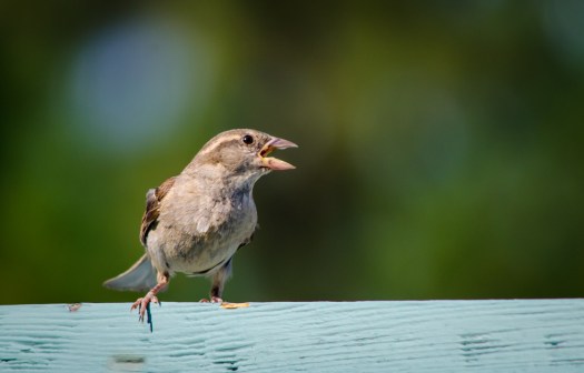 20140810-Birds-00161