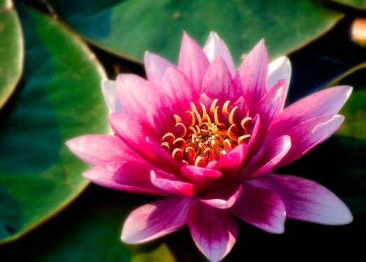 20140907-Water Lily-00001