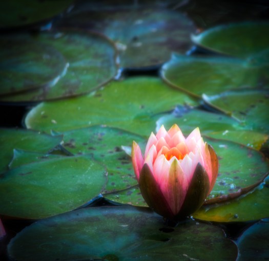 20140907-Water Lily-00006_7_8