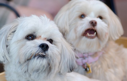 Pets-3032September 20, 2014DSC_3032