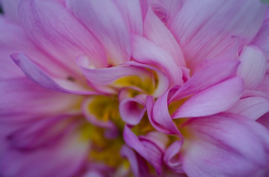 Sept 2014-023Flowers