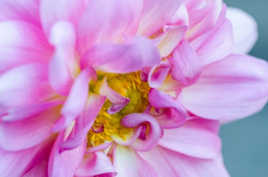 Sept 2014-026Flowers