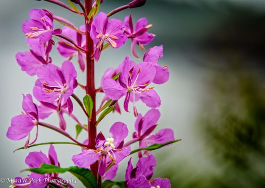 20140724-Minnesota-00033