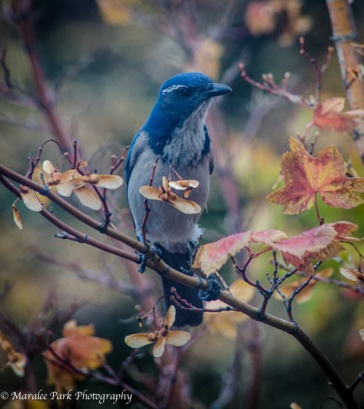 Birds-4533October 14, 2014