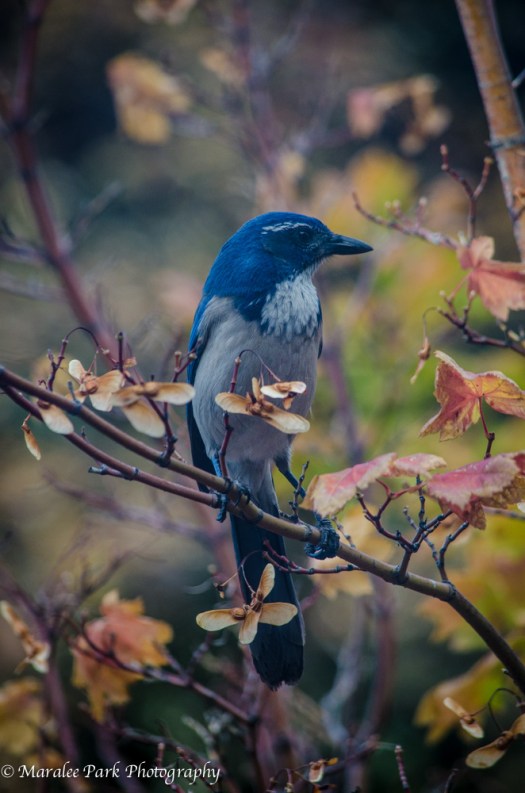 Birds-4534October 14, 2014